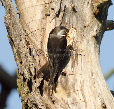 tree swallow at hole in tree where there is a woodpecker nest containing babies