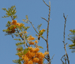 western tanager in silk oak tree