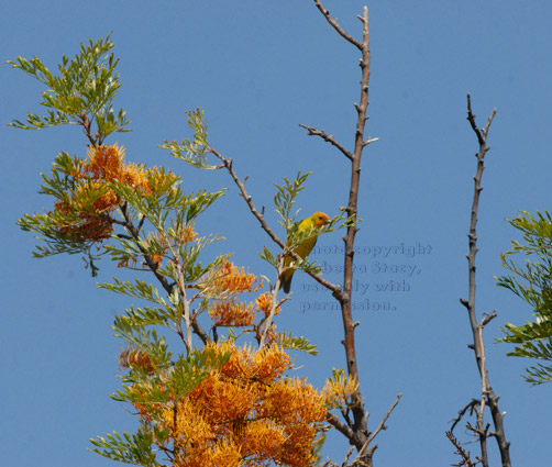 western tanager in silk oak tree