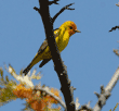 western tanager perched on branch of silk oak tree