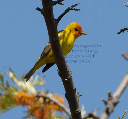 western tanager perched on branch of silk oak tree