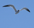 Caspian tern