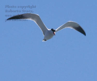 Caspian tern