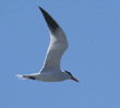 Caspian tern