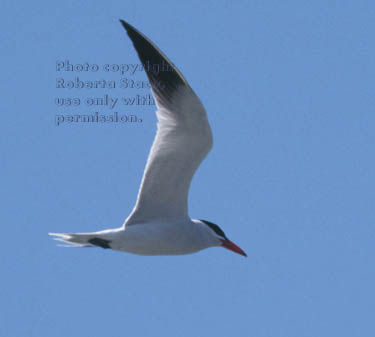 Caspian tern