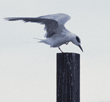 Forster's tern