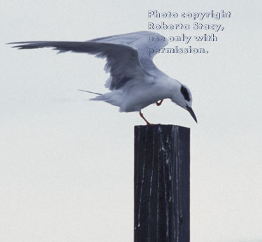 Forster's tern