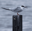 Forster's tern