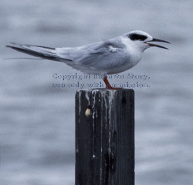 Forster's tern