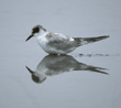 Forster's tern