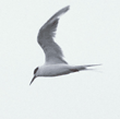 Forster's tern