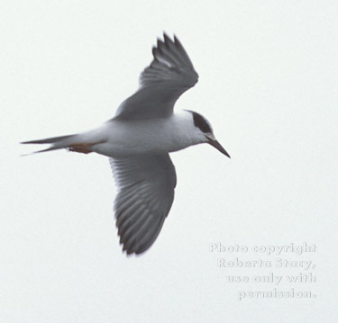 Forster's tern