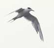 Forster's tern