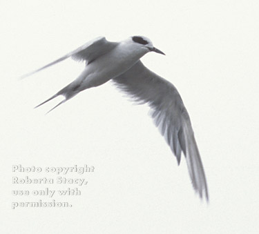 Forster's tern