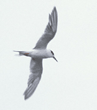 Forster's tern