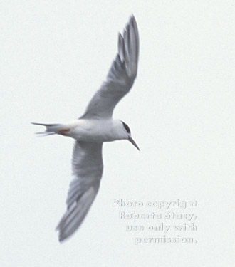 Forster's tern