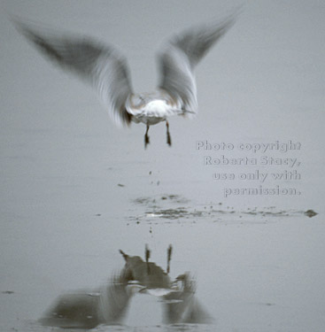 Forster's tern