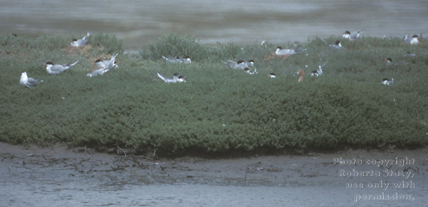 Forster's terns nesting