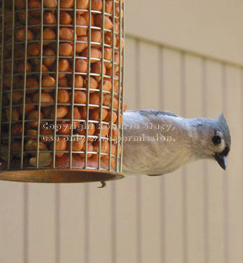 tufted titmouse