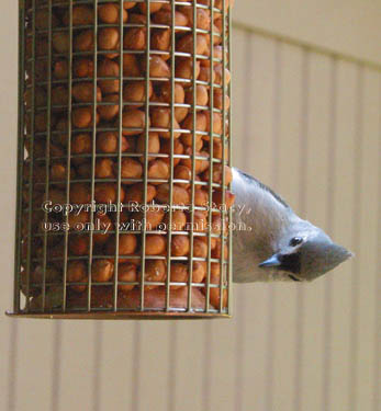 tufted titmouse