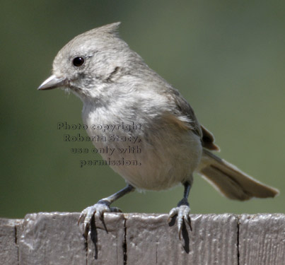 oak titmouse/plain titmouse