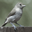 oak titmouse/plain titmouse