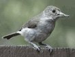 titmouse with sunflower seed