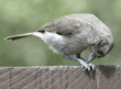 titmouse opening sunflower seed