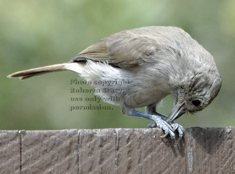 titmouse opening sunflower seed