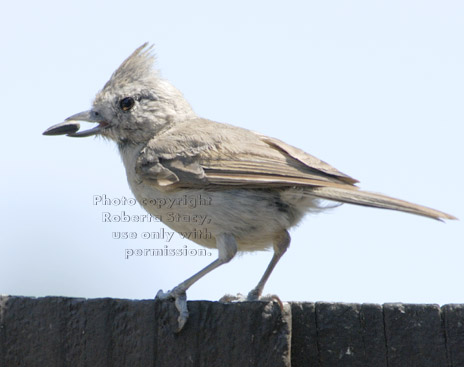 titmouse with sunflower seed