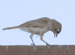 oak titmouse/plain titmouse