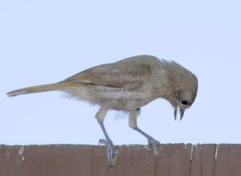 oak titmouse/plain titmouse