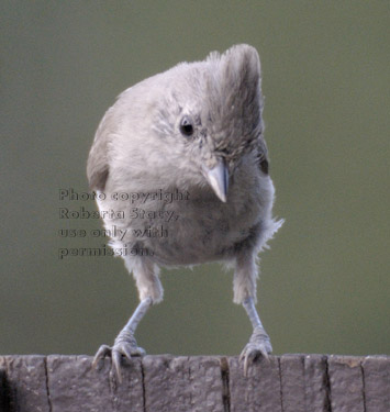 oak titmouse/plain titmouse