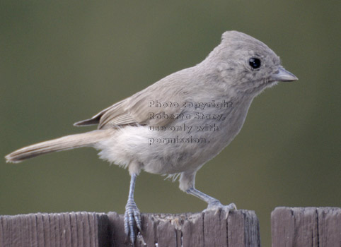 oak titmouse/plain titmouse