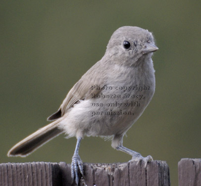 oak titmouse/plain titmouse