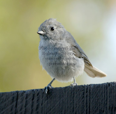 oak titmouse/plain titmouse