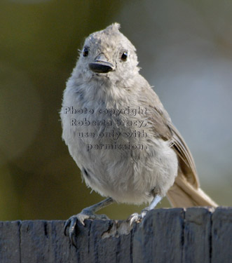 oak titmouse/plain titmouse