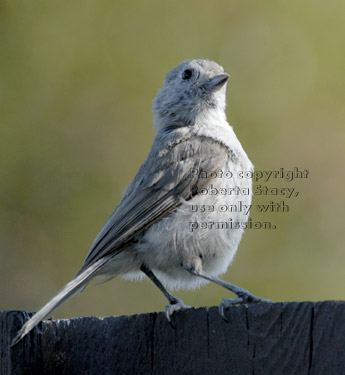 oak titmouse/plain titmouse on fence