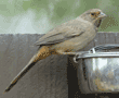 California towhee (brown towhee) on birdseed bowl