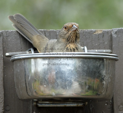 California towhee (brown towhee) in birdseed bowl