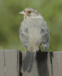 California towhee (brown towhee)