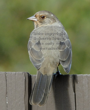 California towhee (brown towhee)