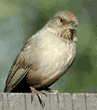 one-footed California towhee (brown towhee)