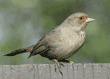 California towhee (brown towhee) with only one foot