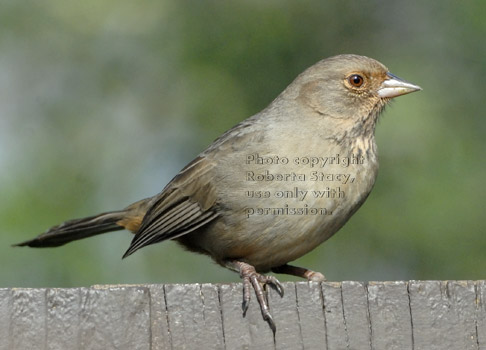 California towhee (brown towhee) with only one foot