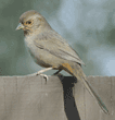 California towhee (brown towhee) standing on fence