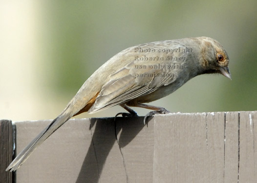 California towhee (brown towhee) on fence