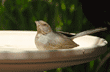 California towhee (brown towhee) in birdbath