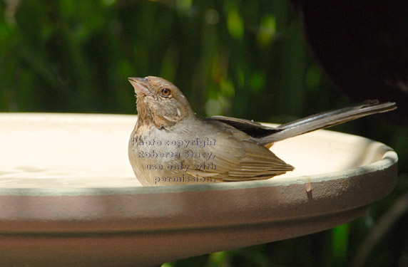 California towhee (brown towhee) in birdbath