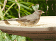 California towhee (brown towhee) in birdbath